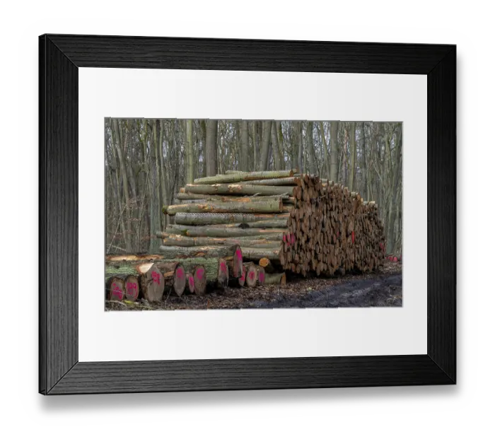 Framed Print : Pile of wood in the forest, Berlin suburbs