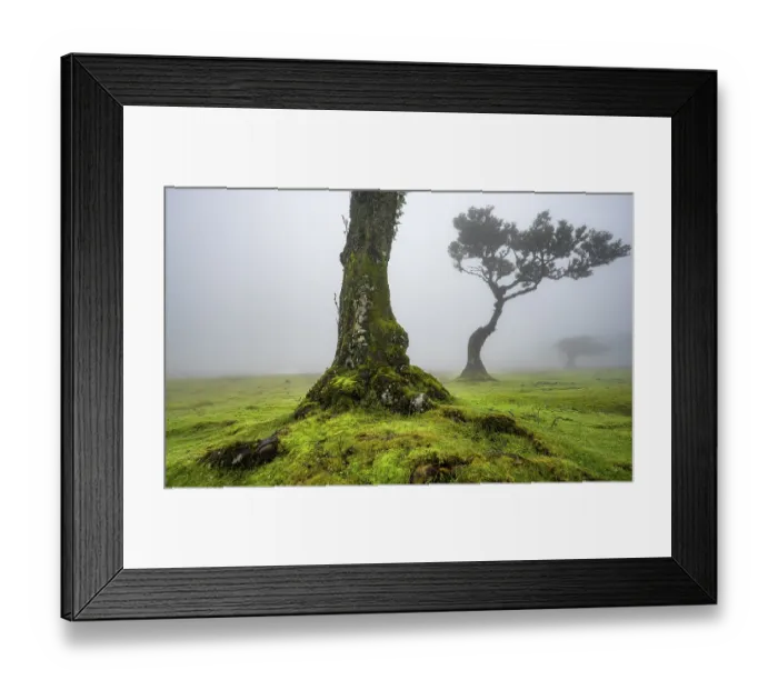 Framed Print : Stinkwood (Ocotea foetens) overgrown with moss and plants in the mist