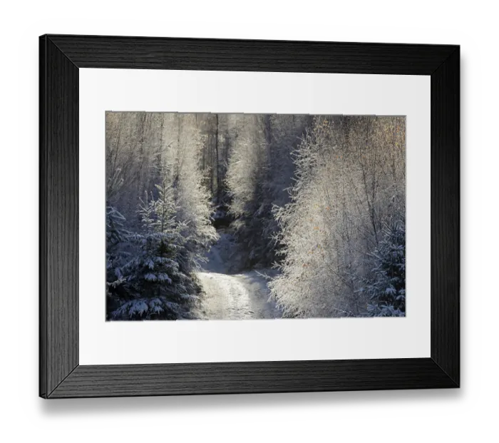Framed Print : Winter landscape, forest path leads into the mixed forest covered with hoarfrost Framed Print : Winter landscape, forest path leads into the mixed forest covered with hoarfrost
