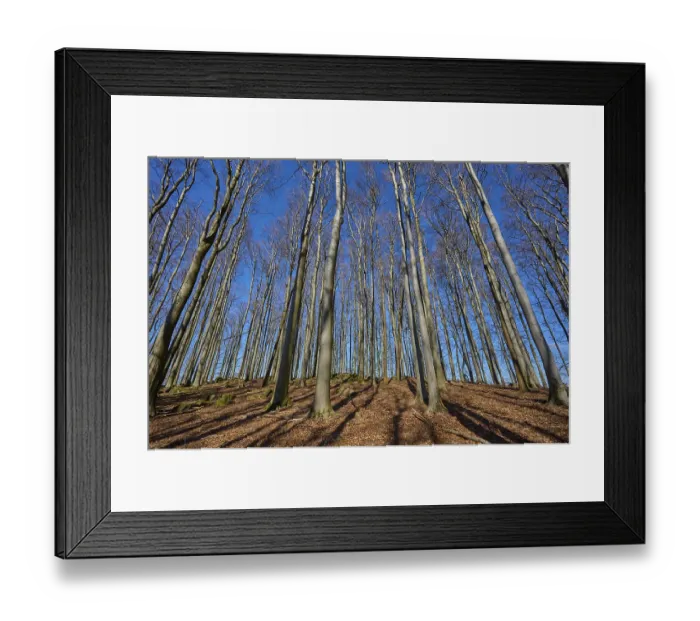 Framed Print : Beech forest, treetops, Kahl, sky
