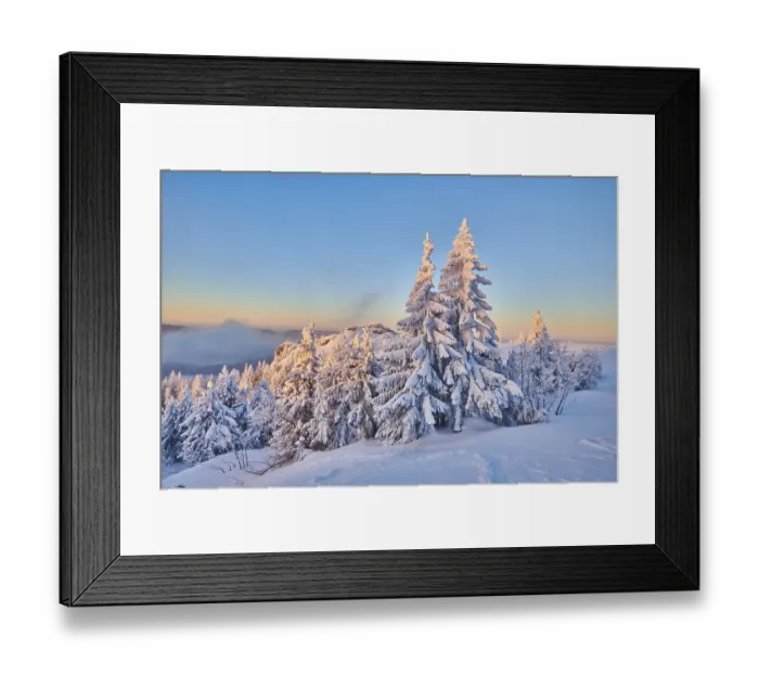 Framed Print : Frozen norway spruce or European spruce (Picea abies) tree at sunrise on mount Arber