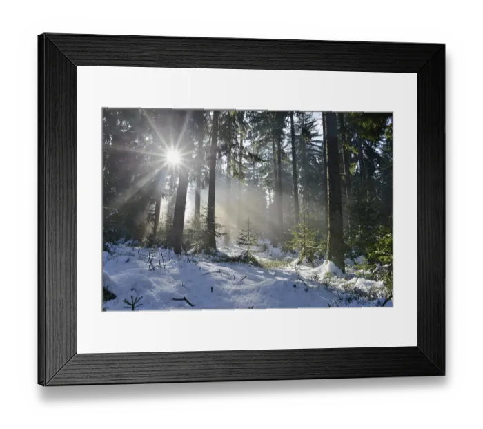 Framed Print : Landscape of a forest with Norway Spruces (Picea abies) in winter at snow melt Framed Print : Landscape of a forest with Norway Spruces (Picea abies) in winter at snow melt