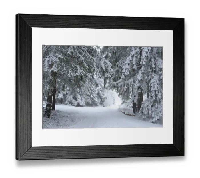 Framed Print : Landscape of a forest with Norway Spruces (Picea abies) in winter Framed Print : Landscape of a forest with Norway Spruces (Picea abies) in winter