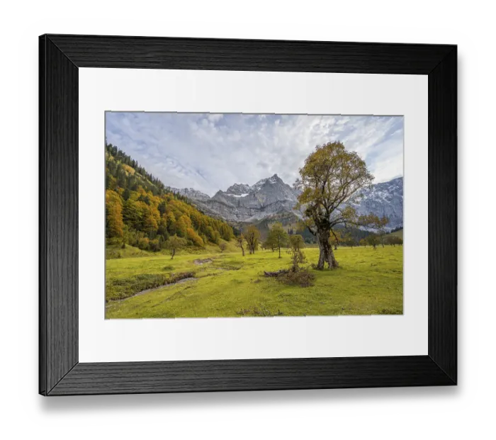 Framed Print : Maple trees with autumn leaves Framed Print : Maple trees with autumn leaves