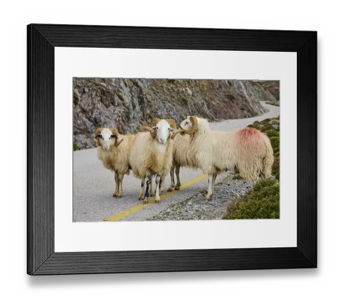Framed Print : Four sheep standing on a winding road in a picturesque mountain landscape with rocks and bushes