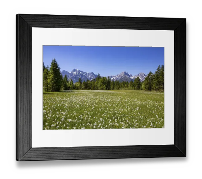 Framed Print : Meadow with white daffodils (Narcissus poeticus) near Almsee Framed Print : Meadow with white daffodils (Narcissus poeticus) near Almsee