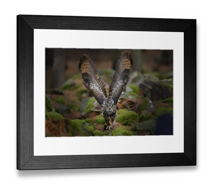 Framed Print : Owl in forest habitat, tree stump Framed Print : Owl in forest habitat, tree stump