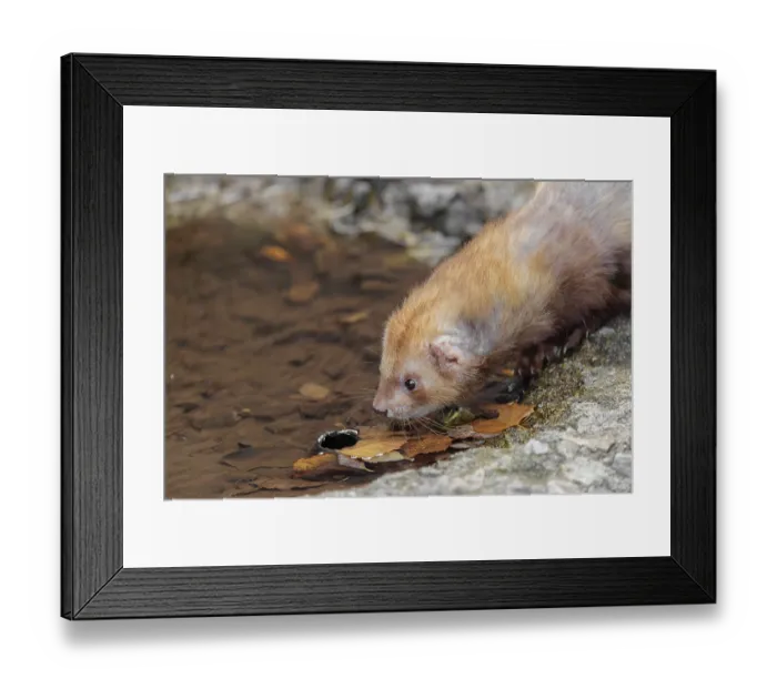 Framed Print : A female ferret (Mustela putorius furo) drinking from a little pond in a garden