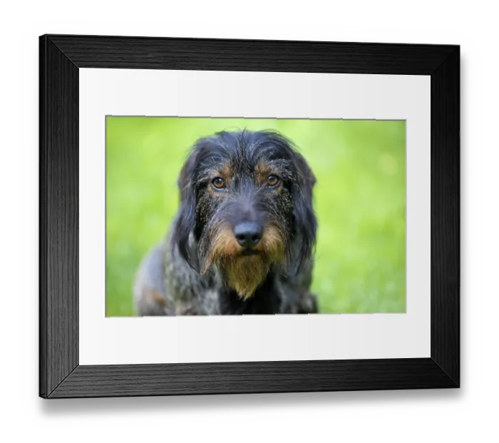 Framed Print : Rough-haired dachshund (Canis lupus familiaris) puppy Framed Print : Rough-haired dachshund (Canis lupus familiaris) puppy