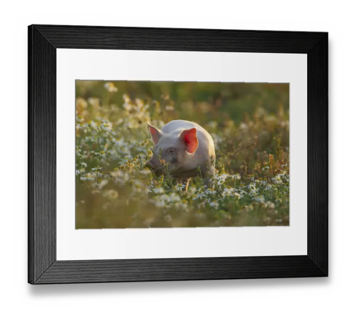 Framed Print : Pig (Sus domesticus) juvenile piglet standing amongst flowering Mayweed plants in a farm field
