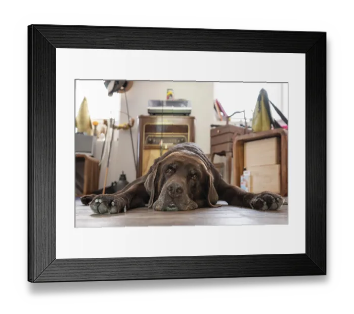 Framed Print : Tired dog, Labrador breed, lying flat on the floor in the living room Framed Print : Tired dog, Labrador breed, lying flat on the floor in the living room