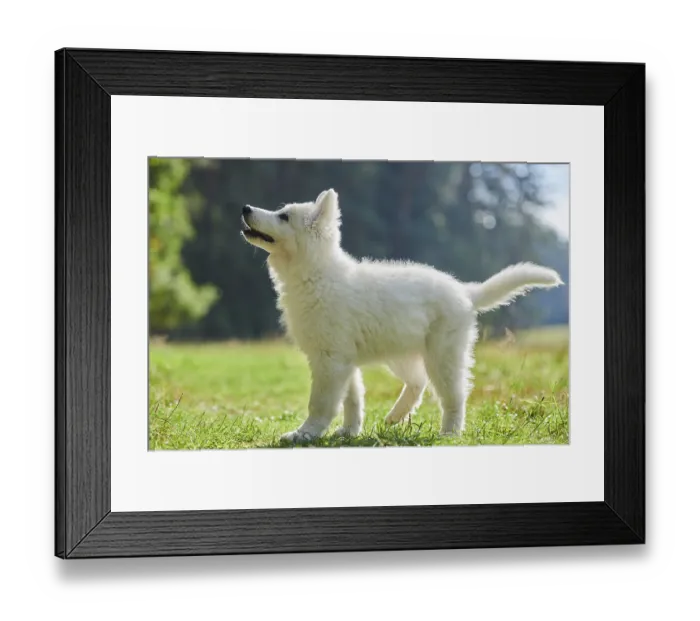 Framed Print : White Swiss Shepherd Dog (Berger Blanc Suisse) puppy
