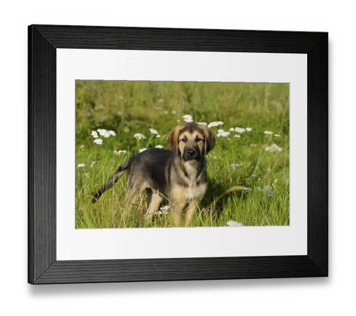 Framed Print : A young puppy stands in a meadow surrounded by white flowers
