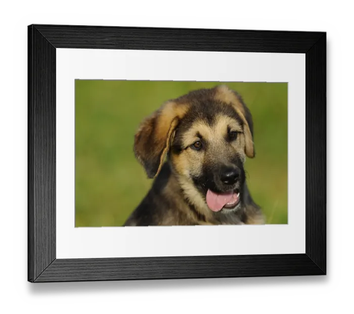 Framed Print : A cute puppy with tongue hanging out in a meadow