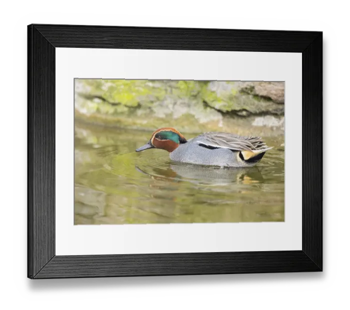 Framed Print : Eurasian teal (Anas crecca) male swimming in a lake
