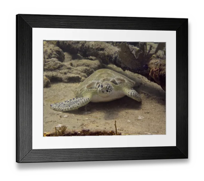Framed Print : Hawksbill sea turtle (Eretmochelys imbricata imbricata) resting quietly on the sand Framed Print : Hawksbill sea turtle (Eretmochelys imbricata imbricata) resting quietly on the sand