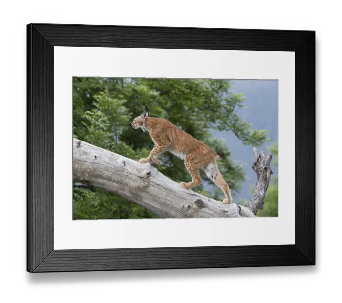 Framed Print : One Eurasian lynx, (Lynx lynx)