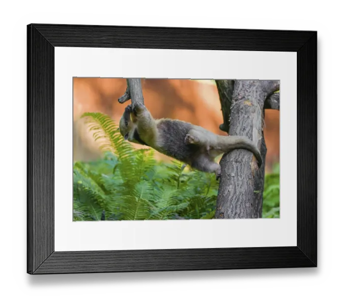Framed Print : One southern tamandua (Tamandua tetradactyla) Framed Print : One southern tamandua (Tamandua tetradactyla)