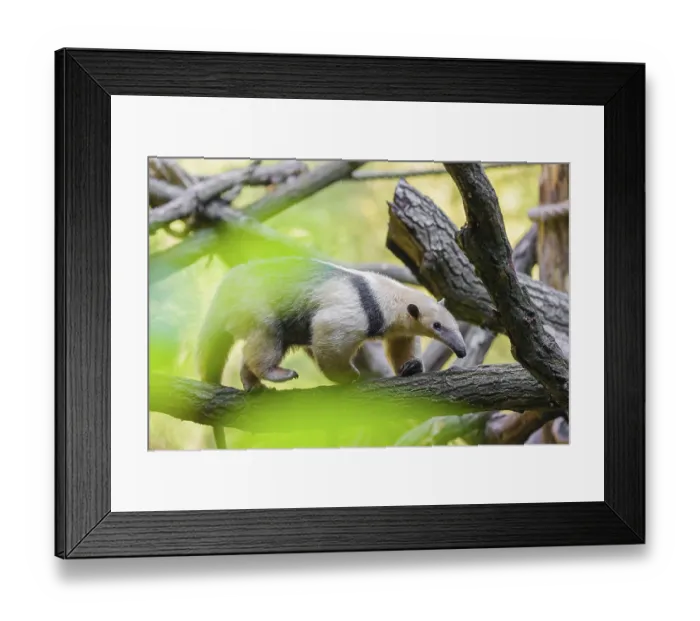 Framed Print : One southern tamandua (Tamandua tetradactyla) Framed Print : One southern tamandua (Tamandua tetradactyla)