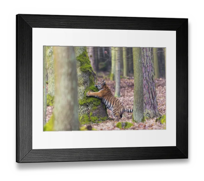 Framed Print : One young female Siberian Tiger