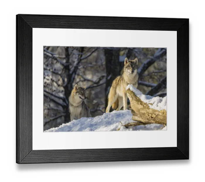 Framed Print : Two grey wolves (Canis lupus lupus) stand on a snow-covered hill behind a fallen tree on a cold