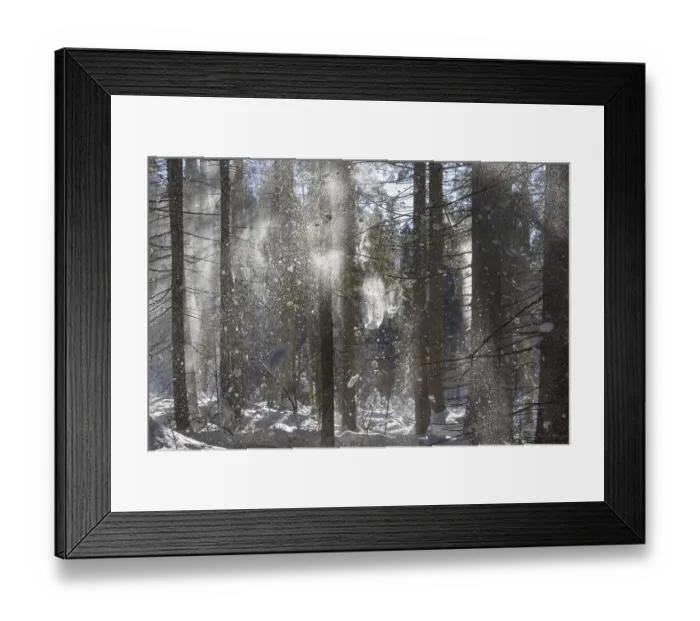 Framed Print : Snow falling from branches of spruce trees in coniferous forest blown away by gust of wind in winter