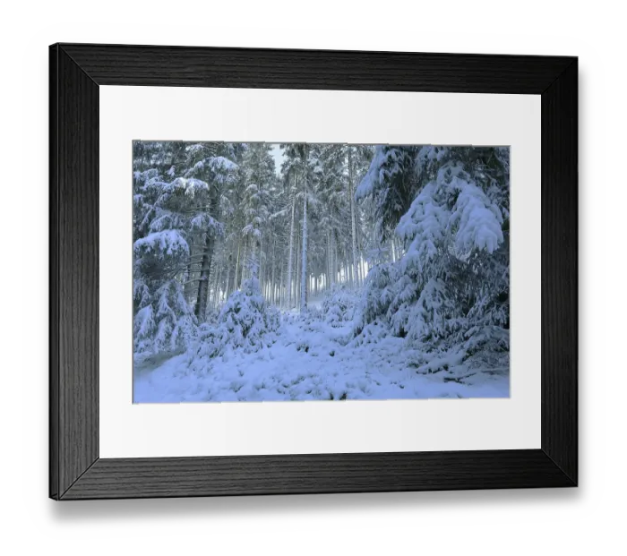 Framed Print : Snow-covered spruce forest, winter