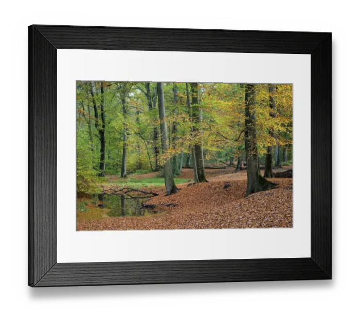 Framed Print : Beech forest in autumn, October