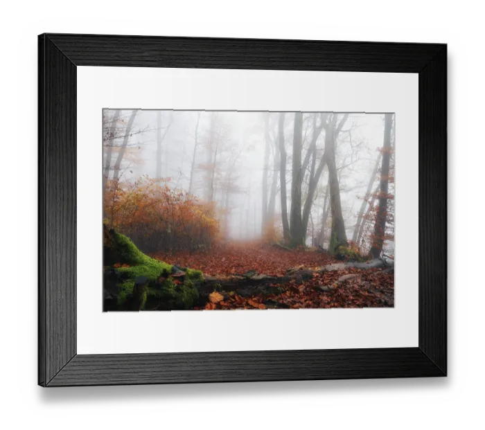 Framed Print : Autumn leaves on forest path through foggy beech forest (Fagus sylvatica)
