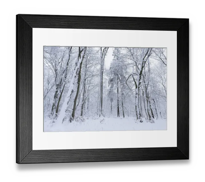 Framed Print : Snow-covered deciduous forest in winter Framed Print : Snow-covered deciduous forest in winter