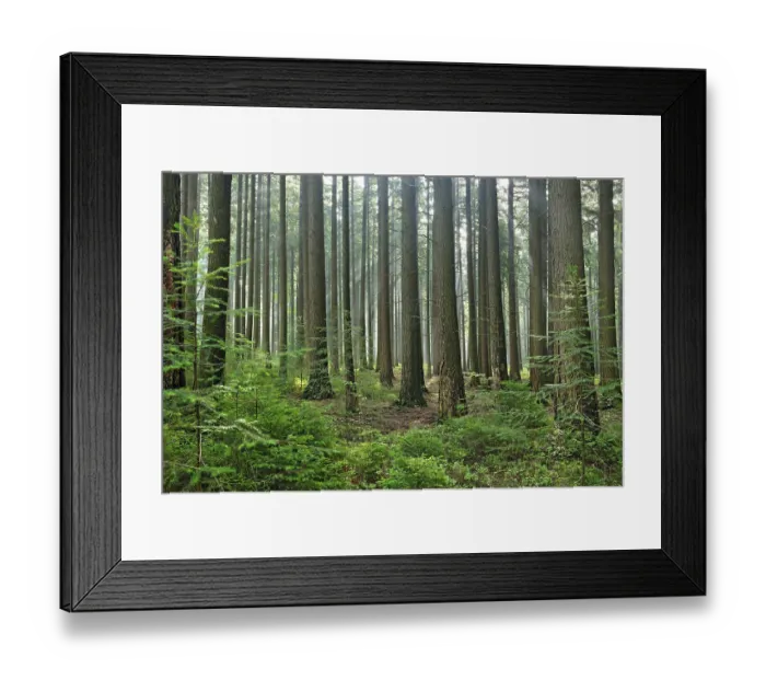 Framed Print : Spruce forest in the early morning