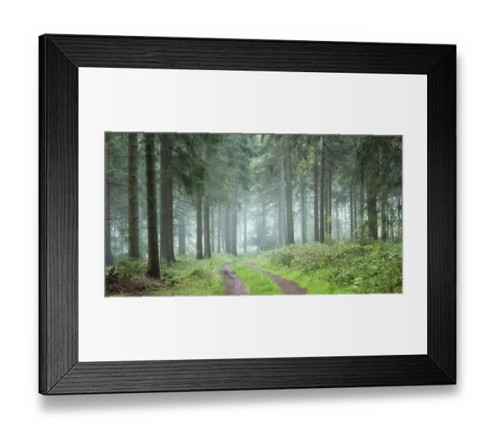 Framed Print : Panorama, Hiking trail through spruce forest with morning fog