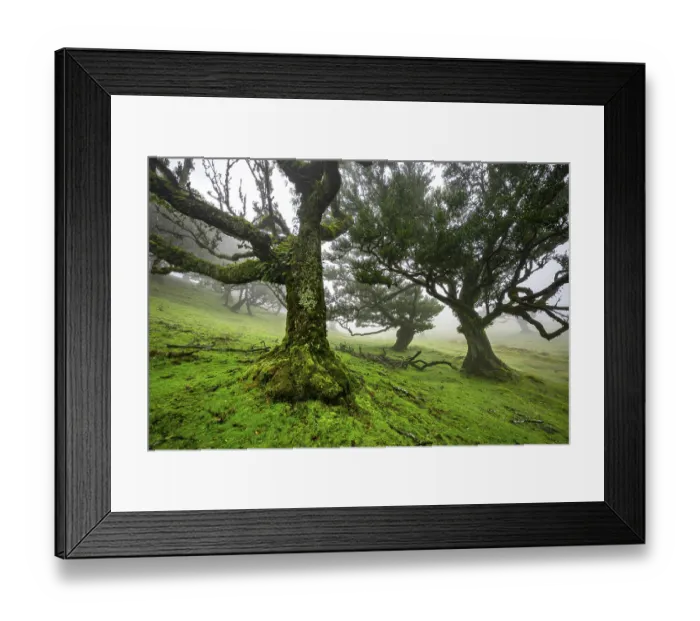 Framed Print : Stinkwood (Ocotea foetens) overgrown with moss and plants in the mist Framed Print : Stinkwood (Ocotea foetens) overgrown with moss and plants in the mist