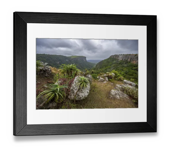 Framed Print : Krantz aloe (Aloe arborescens) growing on rocks