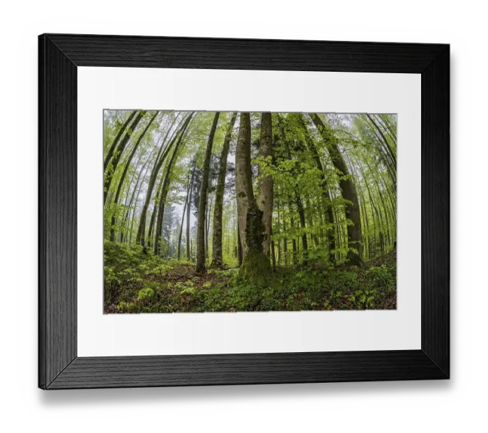 Framed Print : Fisheye perspective, trees, forest
