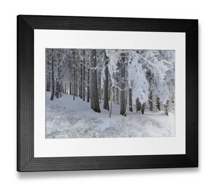Framed Print : Even the tree trunks are all decorated with hoarfrost