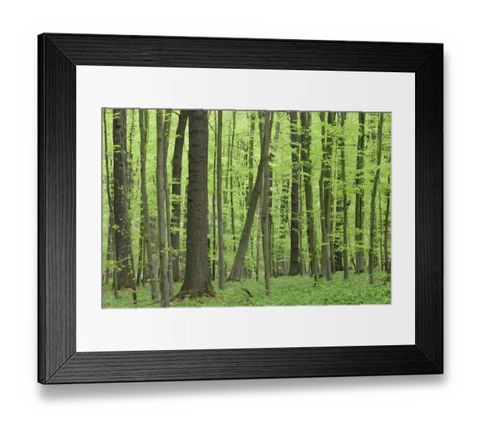 Framed Print : Deciduous forest in springtime with wood anemones (Anemone nemorosa)