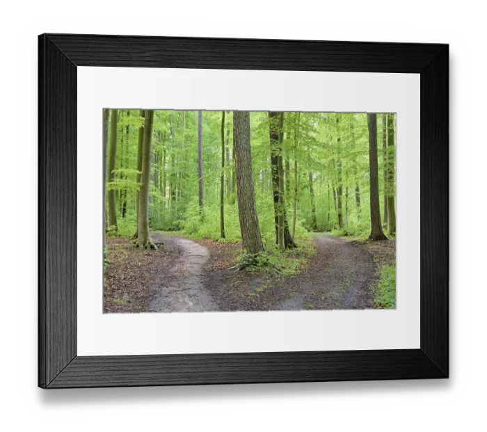 Framed Print : Deciduous forest in spring, hiking trail fork