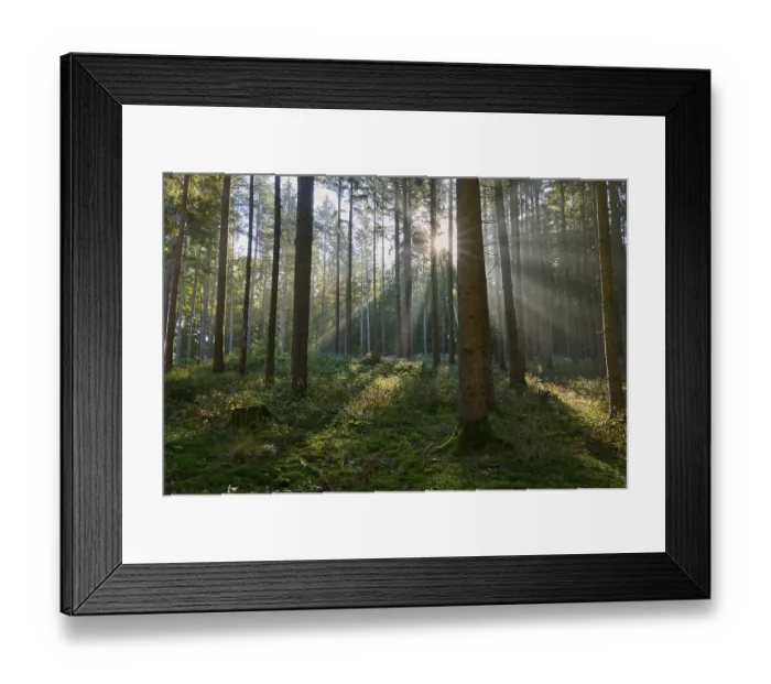 Framed Print : Sunbeams, coniferous forest, trees Framed Print : Sunbeams, coniferous forest, trees