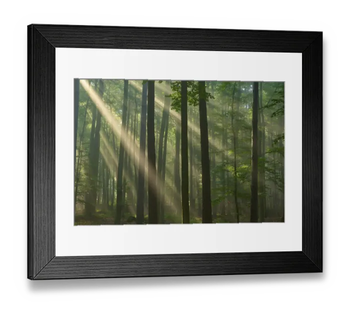 Framed Print : Sunbeams break through tall trees in a misty forest and create a calm Framed Print : Sunbeams break through tall trees in a misty forest and create a calm