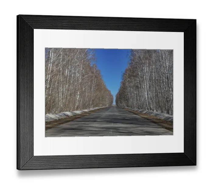 Framed Print : Birch forest, Imantau, Kokshetau National Park Framed Print : Birch forest, Imantau, Kokshetau National Park