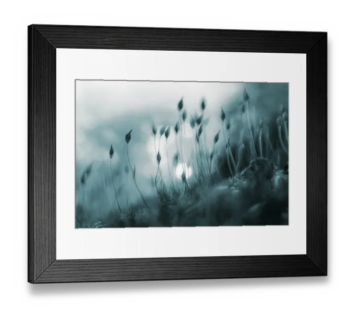 Framed Print : Beech (Fagus) saplings on forest floor in morning light Framed Print : Beech (Fagus) saplings on forest floor in morning light