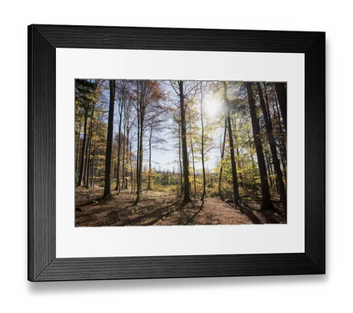 Framed Print : Landscape of a European beech or common beech (Fagus sylvatica) forest in autumn in the bavarian forest