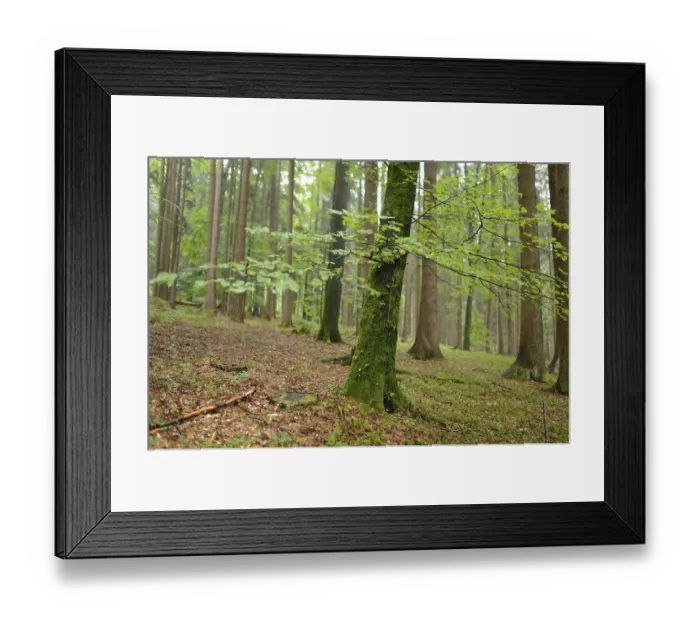 Framed Print : Green moss-covered trees in a damp forest atmosphere