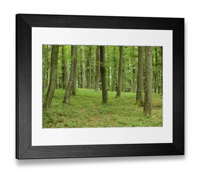 Framed Print : Forest with green trees and lush foliage typical of a woodland environment