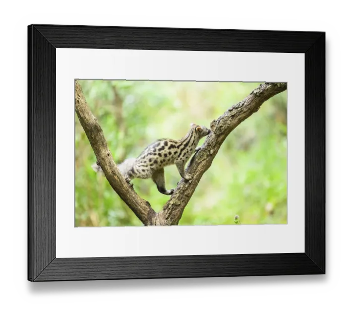 Framed Print : Common genet (Genetta genetta)
