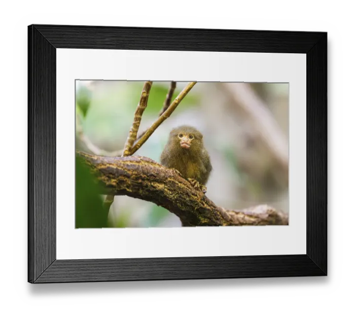 Framed Print : Eastern pygmy marmoset (Cebuella niveiventris) climbing on a tree in a forest