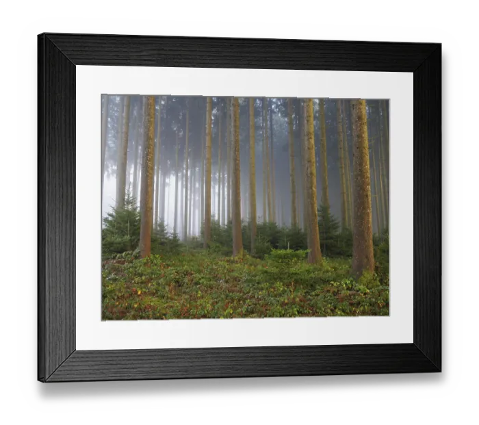 Framed Print : Coniferous forest in the fog, Horben Framed Print : Coniferous forest in the fog, Horben