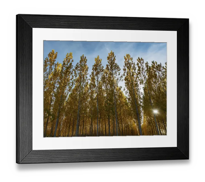 Framed Print : The setting sun shining through a forest of European Aspen (Populus tremula) in autumnal colours