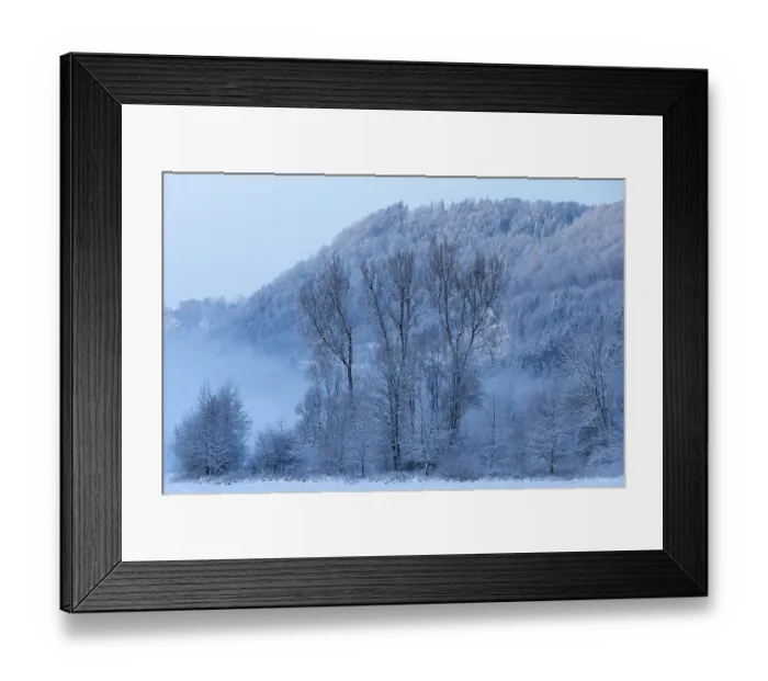 Framed Print : Poplar (Populus), snow, winter Framed Print : Poplar (Populus), snow, winter